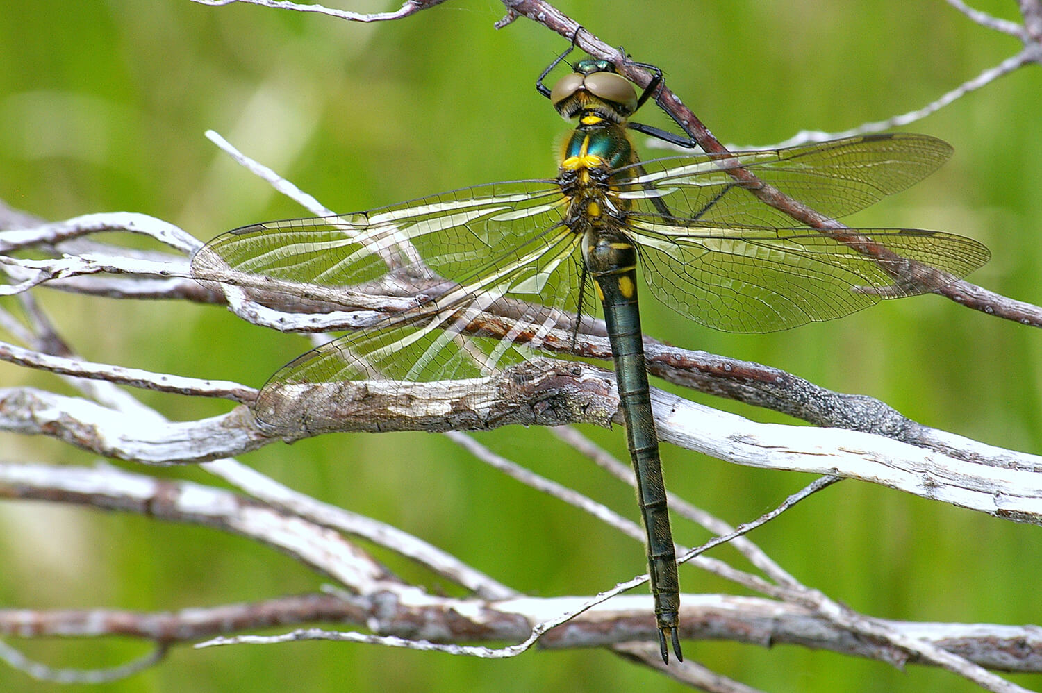 Female Somatochlora arctica by Dave Ashton